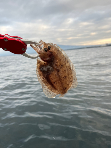 カレイの釣果