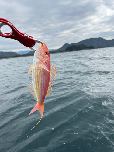 イトヨリダイの釣果