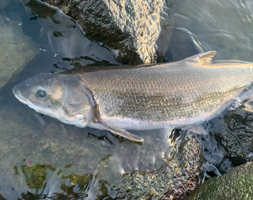 マルタウグイの釣果