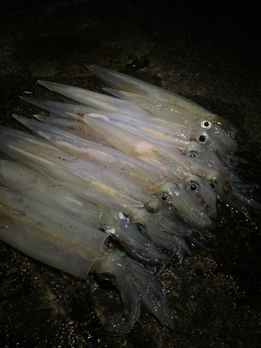 ヤリイカの釣果