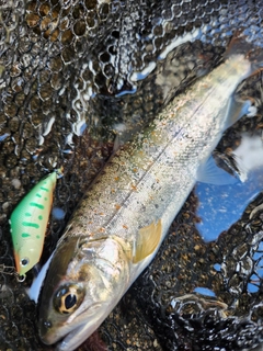 アマゴの釣果