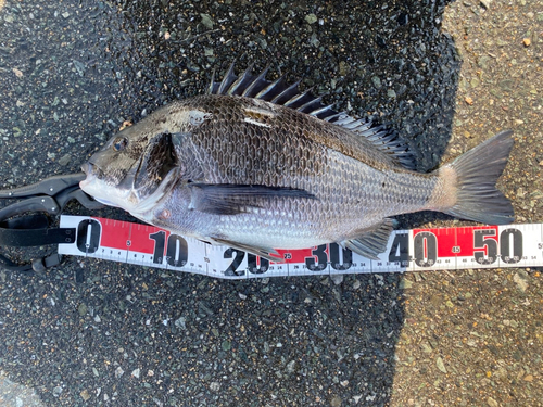 チヌの釣果