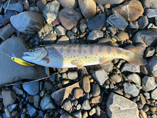 ヤマメの釣果