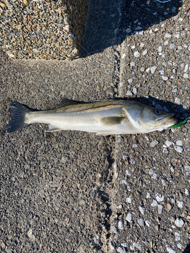 スズキの釣果