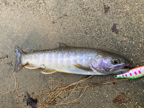 イワナの釣果