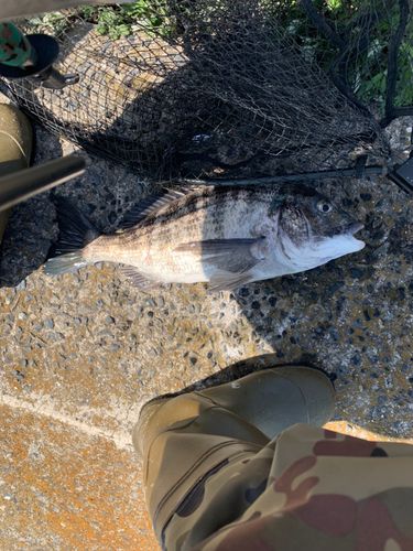 チヌの釣果