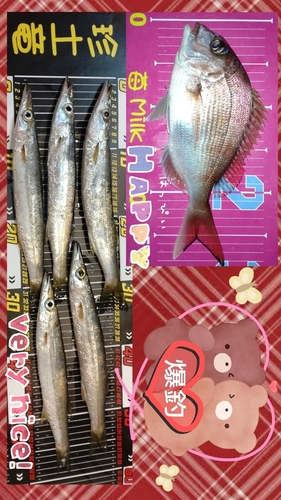 マダイの釣果