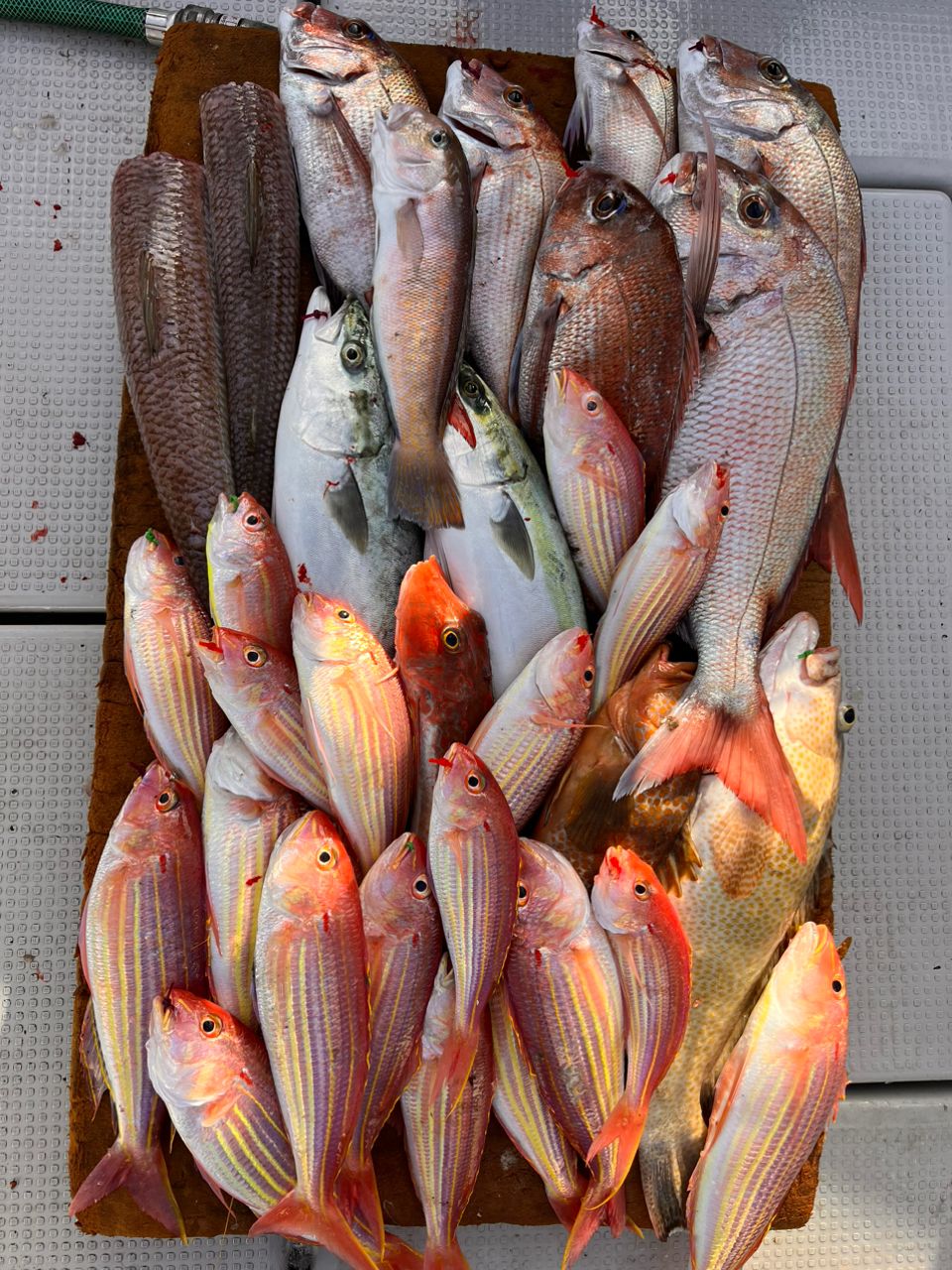 釣カエルくんさんの釣果 1枚目の画像