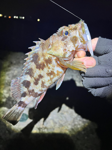 カサゴの釣果