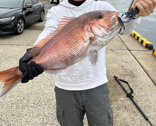 マダイの釣果