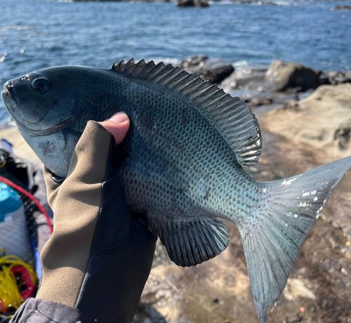 メジナの釣果