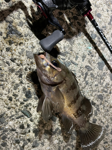 メバルの釣果