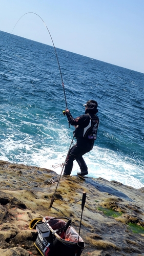 クチブトグレの釣果