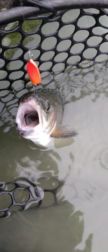 ニジマスの釣果