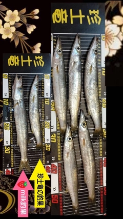 カマスの釣果