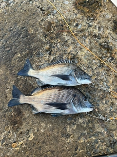 チヌの釣果