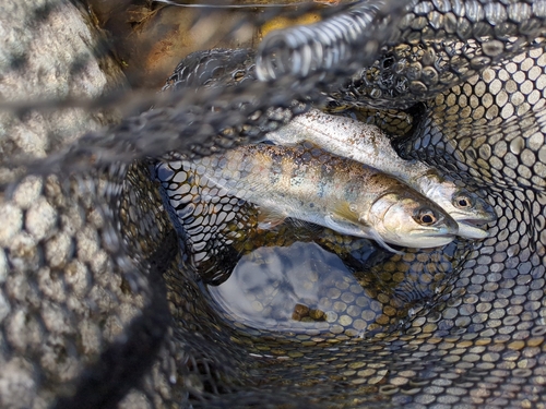 アマゴの釣果