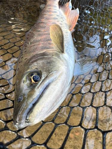 アマゴの釣果