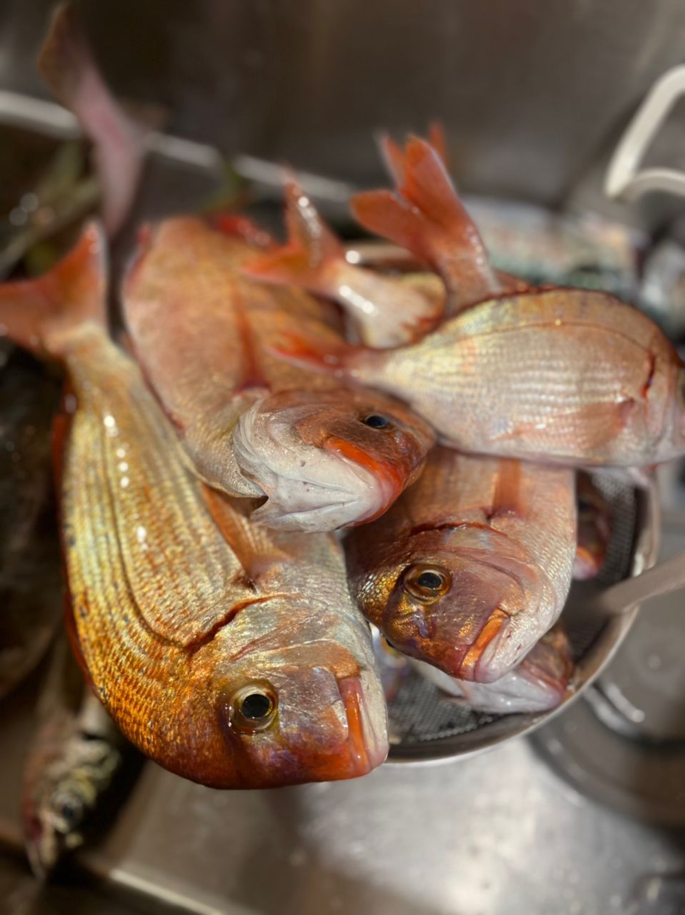 鱸カスミさんの釣果 2枚目の画像