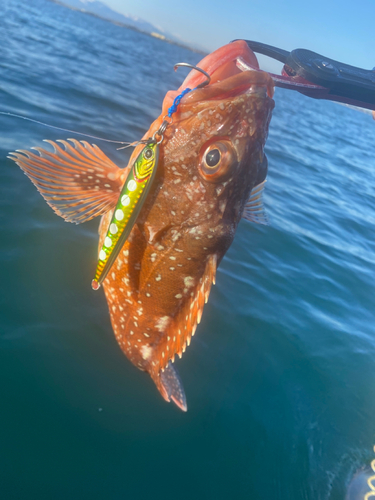 ウッカリカサゴの釣果