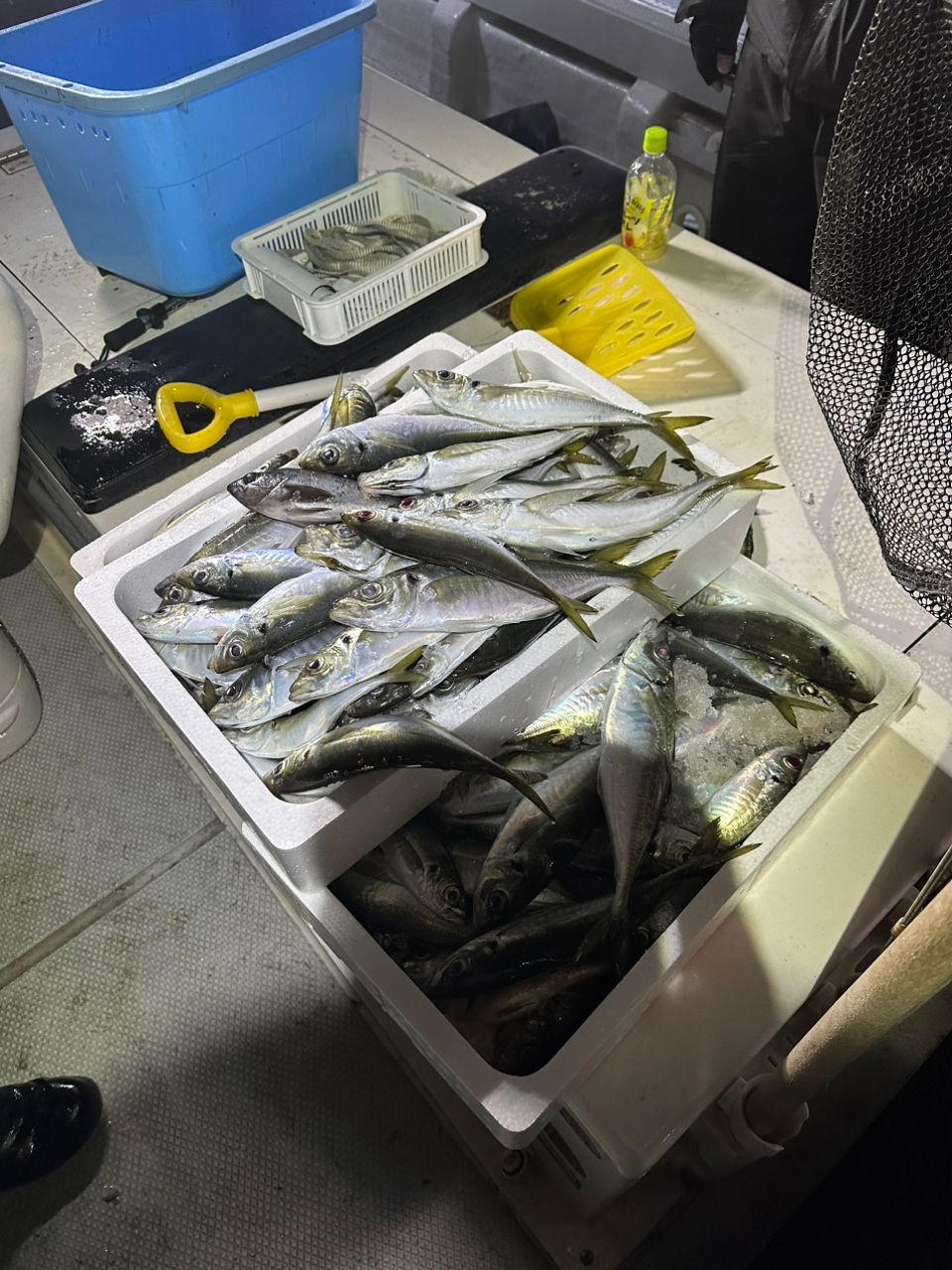 ヨースケさんの釣果 2枚目の画像