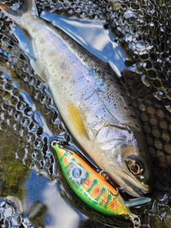 アマゴの釣果