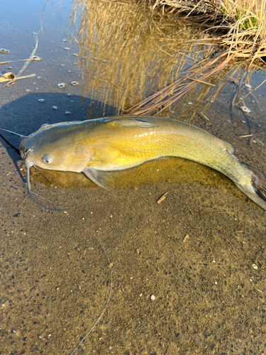 アメリカナマズの釣果