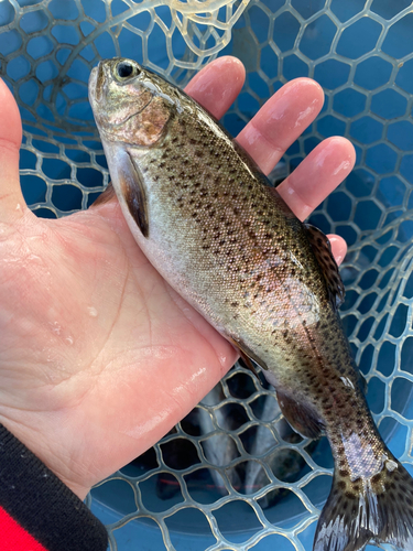 ニジマスの釣果