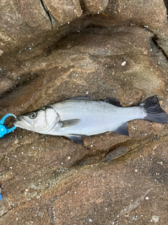 セイゴ（ヒラスズキ）の釣果