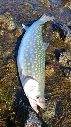 アメマスの釣果