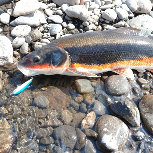 マルタウグイの釣果