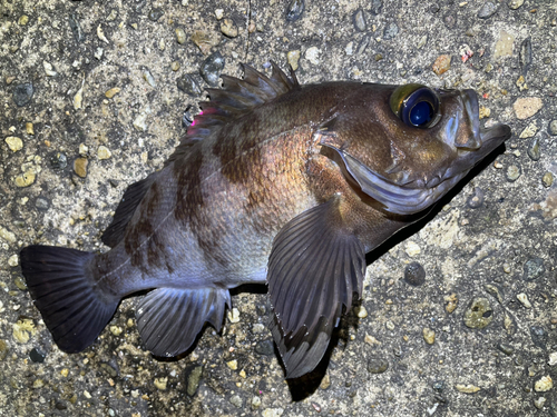 メバルの釣果