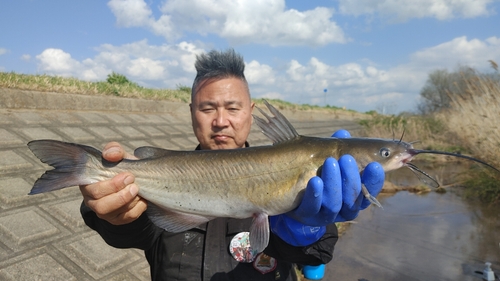 アメリカナマズの釣果