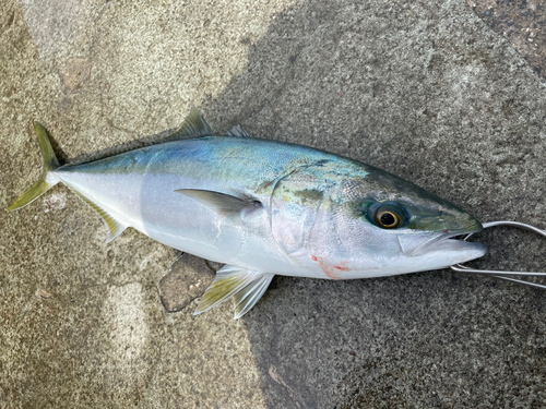 メジロの釣果