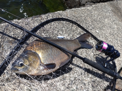 フナの釣果