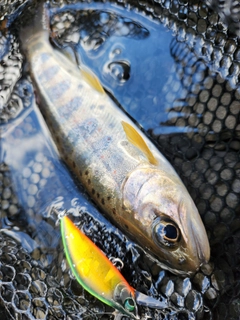 アマゴの釣果