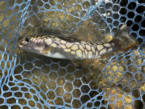 イワナの釣果