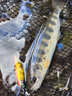 アマゴの釣果