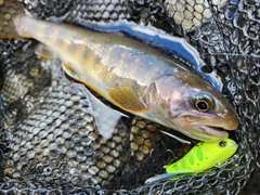 イワナの釣果