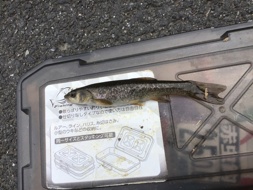 タカハヤの釣果