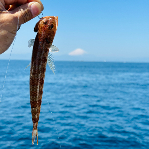 ホシノエソの釣果