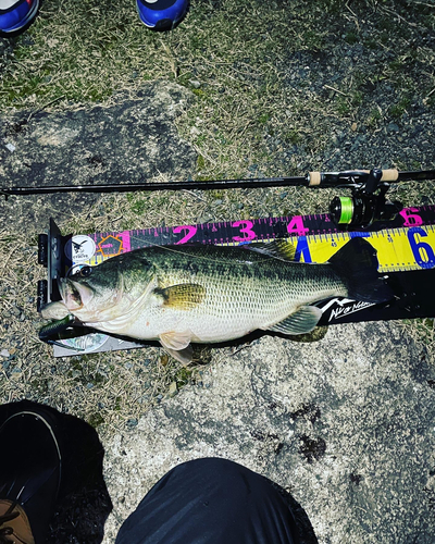 ブラックバスの釣果