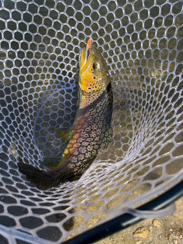 ブラウントラウトの釣果