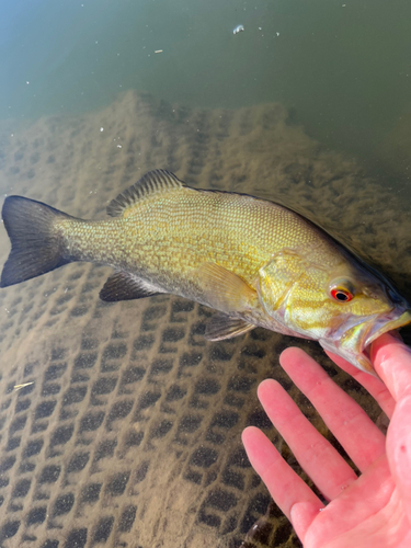 スモールマウスバスの釣果