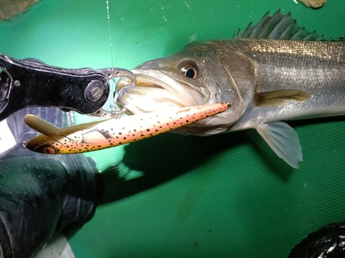 スズキの釣果