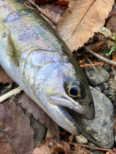 ヤマメの釣果