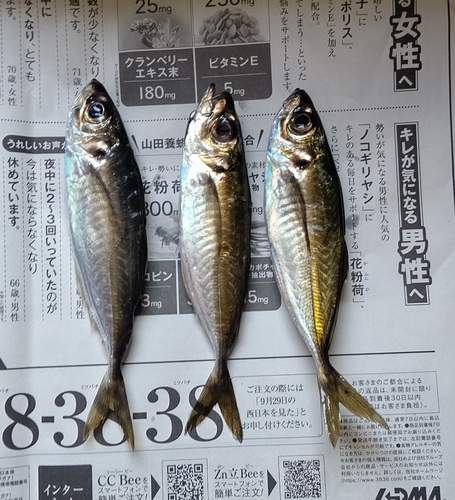 アジの釣果