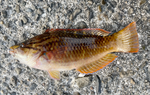 アカササノハベラの釣果