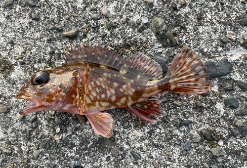 カサゴの釣果