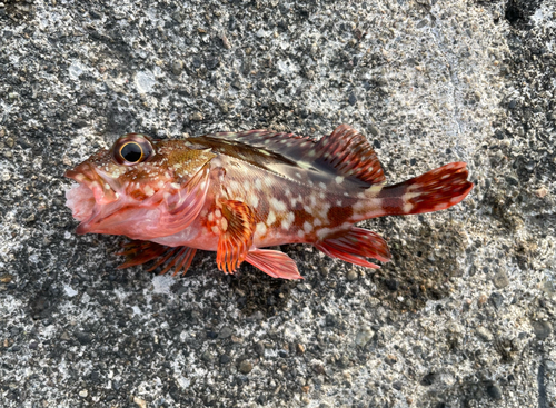 カサゴの釣果